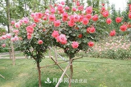 樹(shù)狀月季好養嗎，該怎么養護？(圖2)