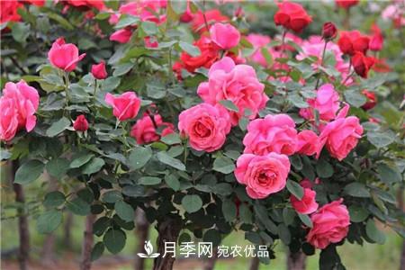 月季樹(shù)移栽注意事項？(圖1)