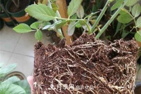 月季樹(shù)移栽注意事項？(圖2)