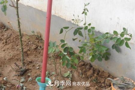月季樹(shù)移栽注意事項？(圖3)