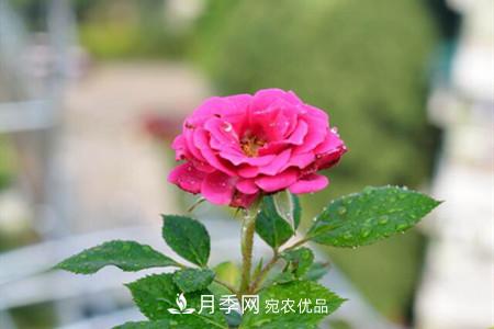 老樁月季/古樁月季移栽注意事項！(圖2)