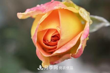 老樁月季/古樁月季移栽注意事項！(圖1)