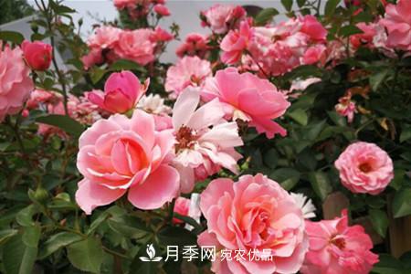 老樁月季/古樁月季移栽注意事項！(圖3)