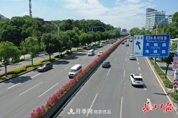 湖北武漢百萬(wàn)株月季“理發(fā)”，國慶節前將綻放街頭(圖2)