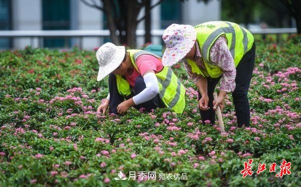 湖北武漢百萬(wàn)株月季“理發(fā)”，國慶節前將綻放街頭(圖3)