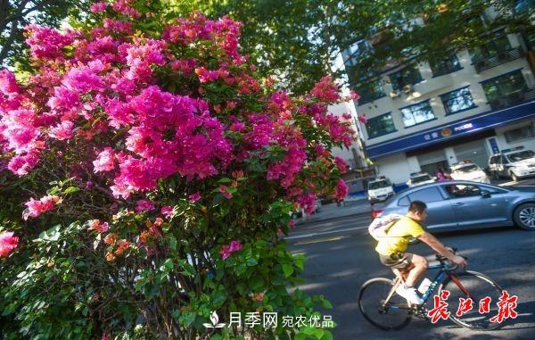 湖北武漢百萬(wàn)株月季“理發(fā)”，國慶節前將綻放街頭(圖6)