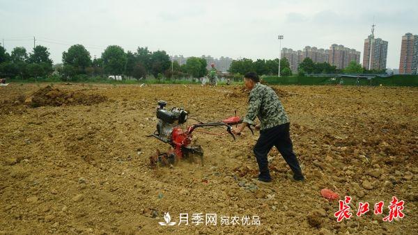 湖北武漢百萬(wàn)株月季“理發(fā)”，國慶節前將綻放街頭(圖4)