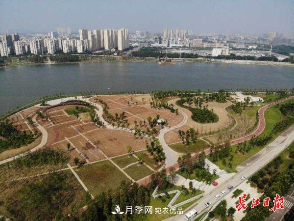 湖北武漢百萬(wàn)株月季“理發(fā)”，國慶節前將綻放街頭(圖5)