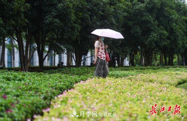 湖北武漢百萬(wàn)株月季“理發(fā)”，國慶節前將綻放街頭(圖7)