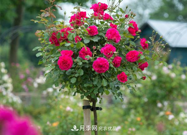 一個(gè)小技巧，月季變花月季樹(shù)！花苞滿(mǎn)樹(shù)冠，大花300天(圖1)