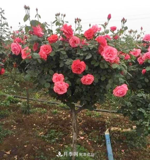 一個(gè)小技巧，月季變花月季樹(shù)！花苞滿(mǎn)樹(shù)冠，大花300天(圖4)