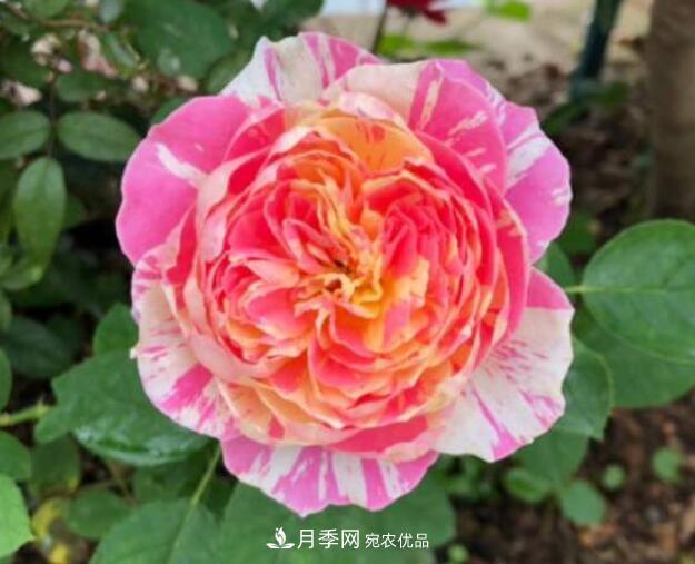 會(huì )變色的花！莫奈月季變化多，能耐高溫很好養(圖2)