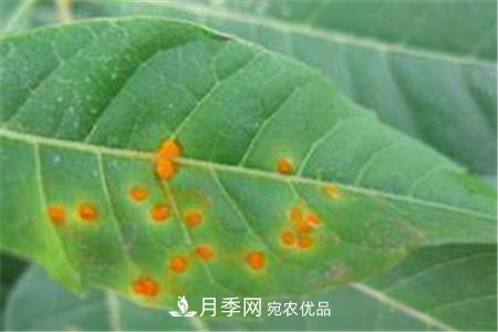 月季常見(jiàn)病蟲(chóng)害及防治方法介紹(圖1)
