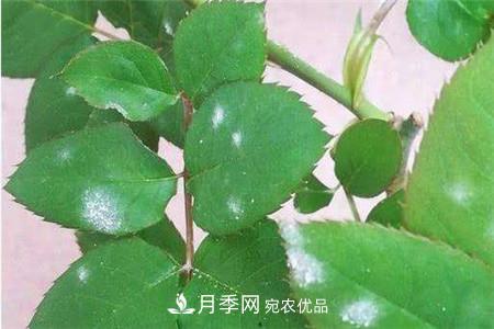 月季常見(jiàn)病蟲(chóng)害及防治方法介紹(圖2)