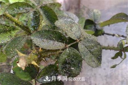 月季常見(jiàn)病蟲(chóng)害及防治方法介紹(圖3)
