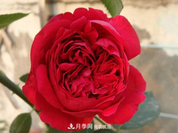 花期長(cháng)的藤本月季有哪些品種？(圖1)