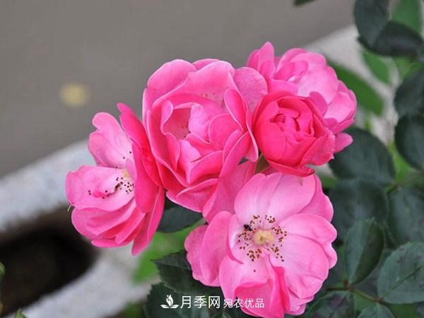 花期長(cháng)的藤本月季有哪些品種？(圖2)