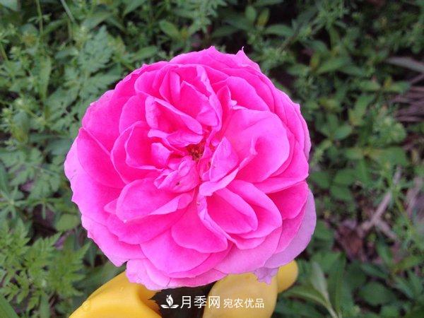 花期長(cháng)的藤本月季有哪些品種？(圖3)
