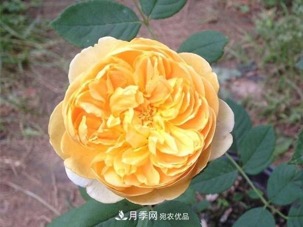 花期長(cháng)的藤本月季有哪些品種？(圖4)