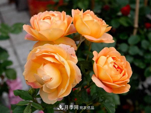 花期長(cháng)的藤本月季有哪些品種？(圖5)
