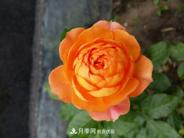 花期長(cháng)的藤本月季有哪些品種？(圖7)