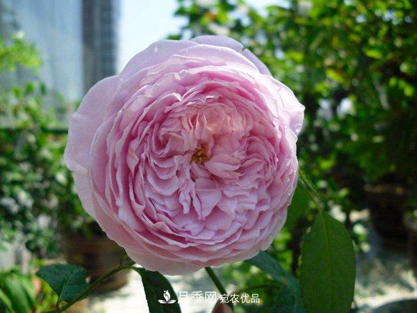 花期長(cháng)的藤本月季有哪些品種？(圖8)
