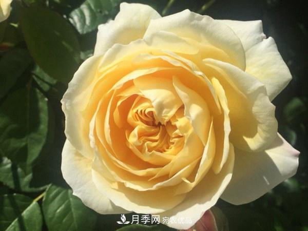 花期長(cháng)的藤本月季有哪些品種？(圖9)