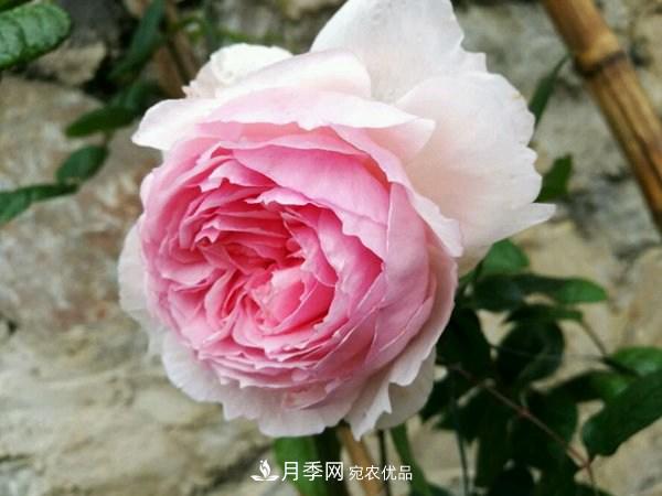 花期長(cháng)的藤本月季有哪些品種？(圖10)
