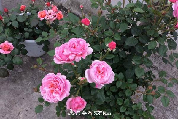 10個(gè)熱門(mén)的微型月季品種推薦(圖2)