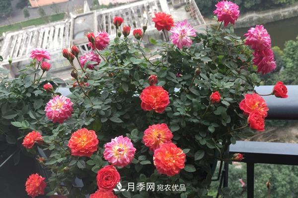 10個(gè)熱門(mén)的微型月季品種推薦(圖3)