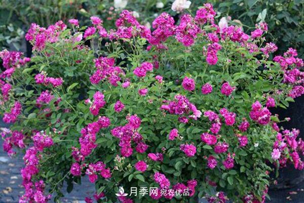 10個(gè)熱門(mén)的微型月季品種推薦(圖5)