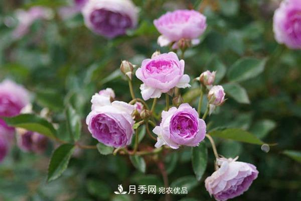 10個(gè)熱門(mén)的微型月季品種推薦(圖6)