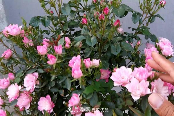 10個(gè)熱門(mén)的微型月季品種推薦(圖7)
