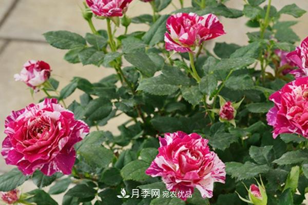10個(gè)熱門(mén)的微型月季品種推薦(圖8)
