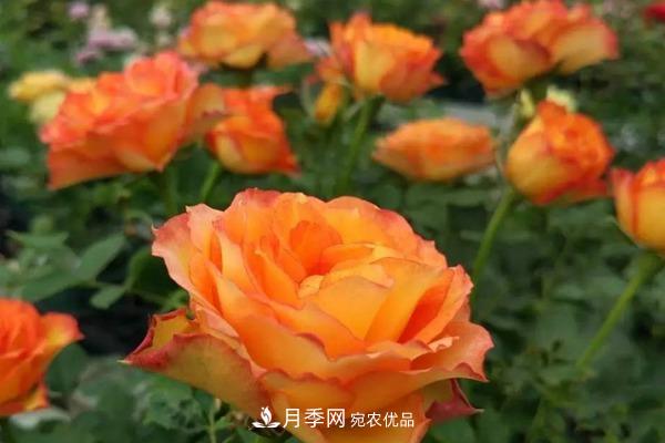 10個(gè)熱門(mén)的微型月季品種推薦(圖10)