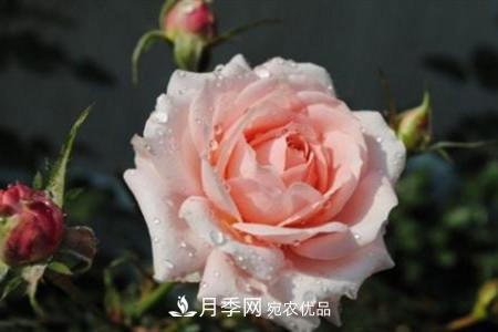 月季花夏天水分蒸發(fā)較，多少天澆次水？(圖3)