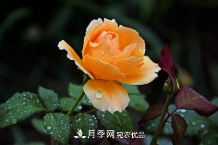 月季花夏天水分蒸發(fā)較，多少天澆次水？(圖1)
