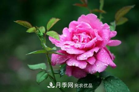 月季花夏天水分蒸發(fā)較，多少天澆次水？(圖2)