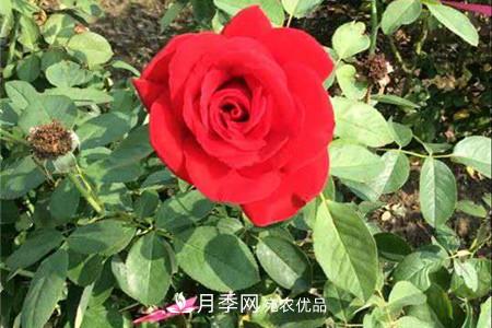 全攻略，香水月季怎么養長(cháng)的好？(圖1)
