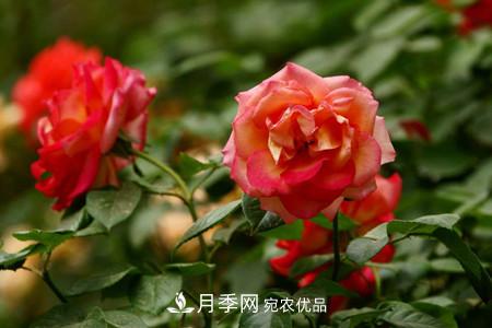 全攻略，香水月季怎么養長(cháng)的好？(圖3)