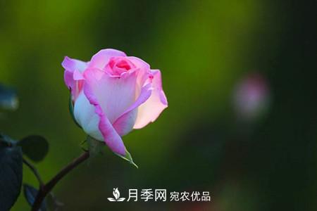 全攻略，香水月季怎么養長(cháng)的好？(圖2)