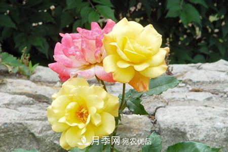全攻略，香水月季怎么養長(cháng)的好？(圖4)