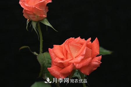 全攻略，香水月季怎么養長(cháng)的好？(圖6)