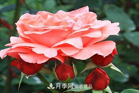 全攻略，香水月季怎么養長(cháng)的好？(圖10)