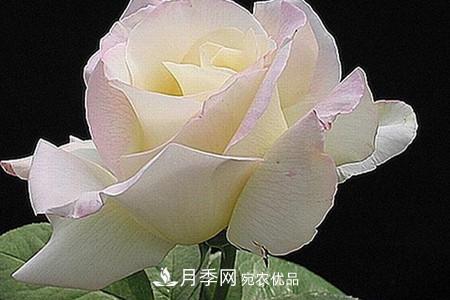 全攻略，香水月季怎么養長(cháng)的好？(圖7)