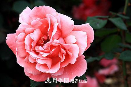 全攻略，香水月季怎么養長(cháng)的好？(圖5)
