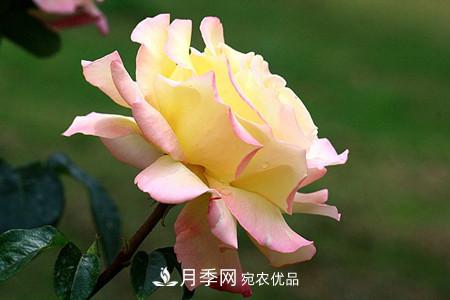 全攻略，香水月季怎么養長(cháng)的好？(圖8)