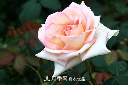 全攻略，香水月季怎么養長(cháng)的好？(圖9)