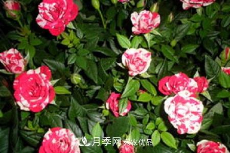 微型月季的養殖方法攻略(圖7)