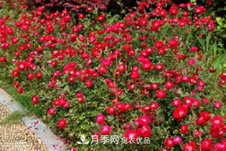 微型月季的養殖方法攻略(圖6)